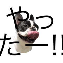 [LINEスタンプ] フレンチブルドックのグリコ