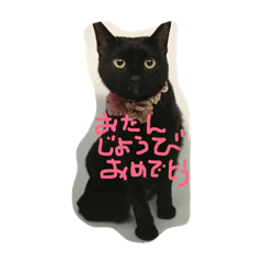 [LINEスタンプ] black cat U niの画像（メイン）