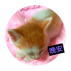 [LINEスタンプ] Talk of Cat.