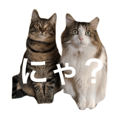 [LINEスタンプ] 猫にゃんスタンプ