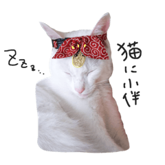 [LINEスタンプ] しろねこたまきち