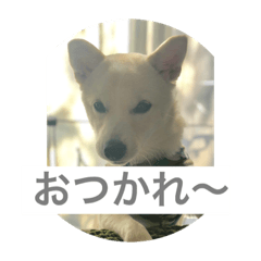 [LINEスタンプ] あいさつワン