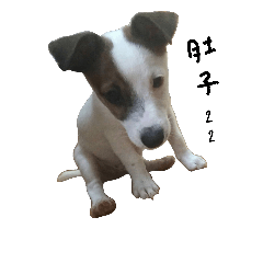 [LINEスタンプ] Jack Russell Terrier,weijie