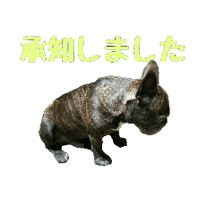 [LINEスタンプ] カーコと愉快な仲間たち