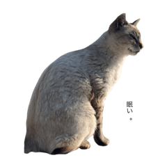 [LINEスタンプ] おぎねこ