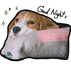 [LINEスタンプ] Cayman The Beagle