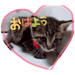 [LINEスタンプ] うちねこ(いぬ)シリーズ。