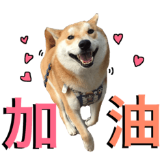 [LINEスタンプ] Shibainu Joker  2.0