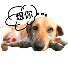 [LINEスタンプ] Ah Lu cute dog