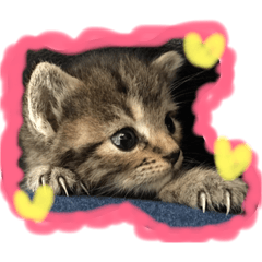 [LINEスタンプ] 猫猫LOVE