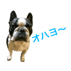 [LINEスタンプ] フレンチブルドックのご挨拶