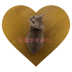 [LINEスタンプ] 子猫のアビシニアン