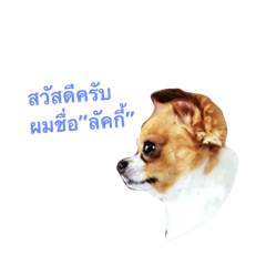 [LINEスタンプ] Lucky Doggy