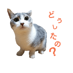 [LINEスタンプ] レンさんスタンプ