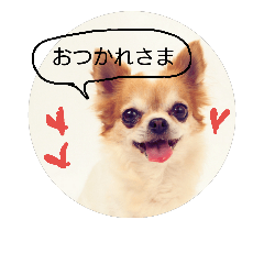 [LINEスタンプ] チワワの愛つぁん＆家族