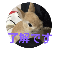 [LINEスタンプ] monaka rabbit photo