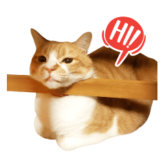 [LINEスタンプ] Shack Kawaii Cat