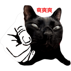 [LINEスタンプ] BBBBB CAT