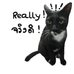 [LINEスタンプ] cat behavior