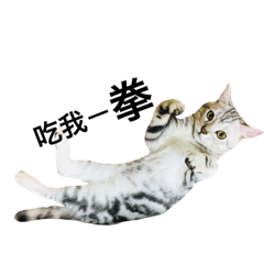 [LINEスタンプ] cat onigiri