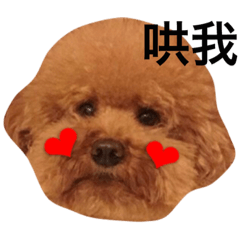 [LINEスタンプ] HandSome Poodle 8