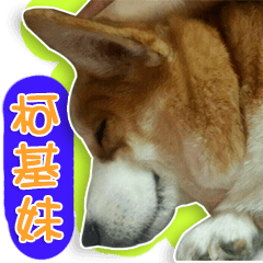 [LINEスタンプ] Corgi sister