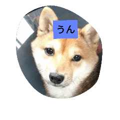 [LINEスタンプ] oiti inu