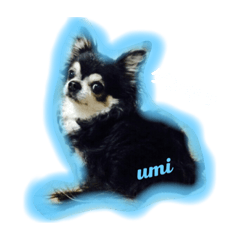 [LINEスタンプ] umi  no  goaisatsu