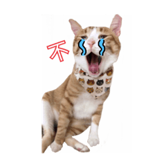 [LINEスタンプ] funny cats mau mau