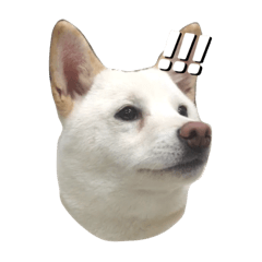 [LINEスタンプ] Shiba-puffs