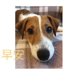 [LINEスタンプ] Jack Russell 1