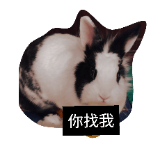 [LINEスタンプ] life rabbit