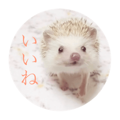 [LINEスタンプ] ハリネズミのお返事スタンプ2