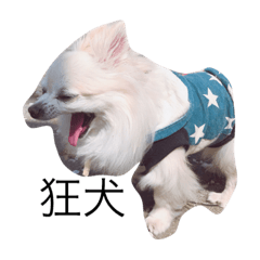 [LINEスタンプ] 狂犬ウーロン