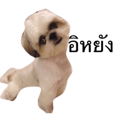 [LINEスタンプ] shih tzu thailand