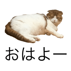 [LINEスタンプ] ママの日常の一言