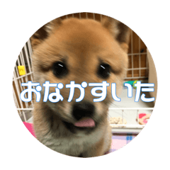 [LINEスタンプ] ポンちゃんスタンプ 1