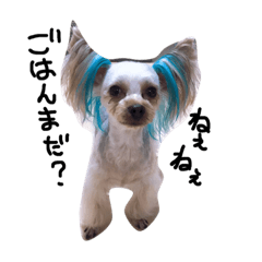 [LINEスタンプ] ヨークシャーテリア 犬 かわいい