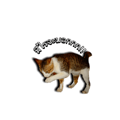 [LINEスタンプ] TiKer Meow