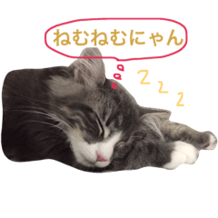 [LINEスタンプ] 子猫のティグルくん