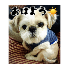 [LINEスタンプ] かわいいシーズー犬スタンプ