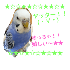 [LINEスタンプ] インコのアクア♡