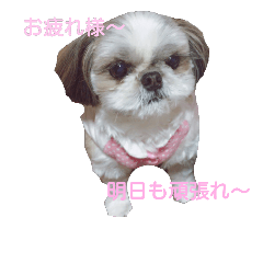 [LINEスタンプ] 癒しシーズー