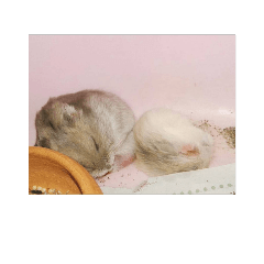 [LINEスタンプ] Sao＆Cream The Hamsterの画像（メイン）