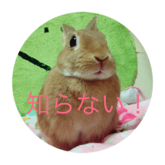 [LINEスタンプ] うさぎのぽぽ