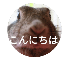 [LINEスタンプ] うさぎぴょんこ