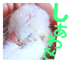 [LINEスタンプ] ぴよ 白文鳥 2