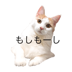 [LINEスタンプ] ニャジラ