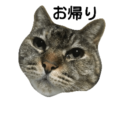 [LINEスタンプ] Hana of our house cat