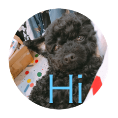 [LINEスタンプ] Poodle＆Sister